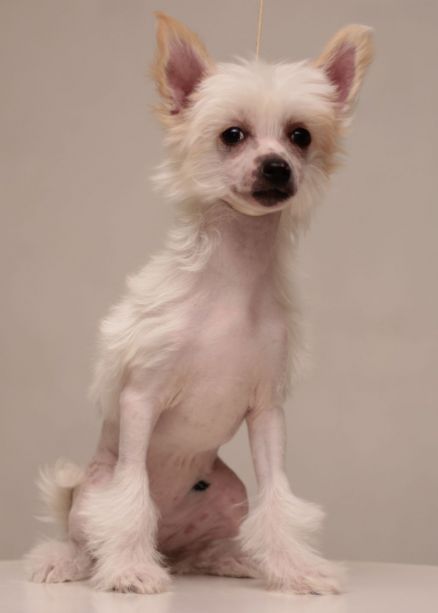 Nyu Art Princessa Na Goroshene