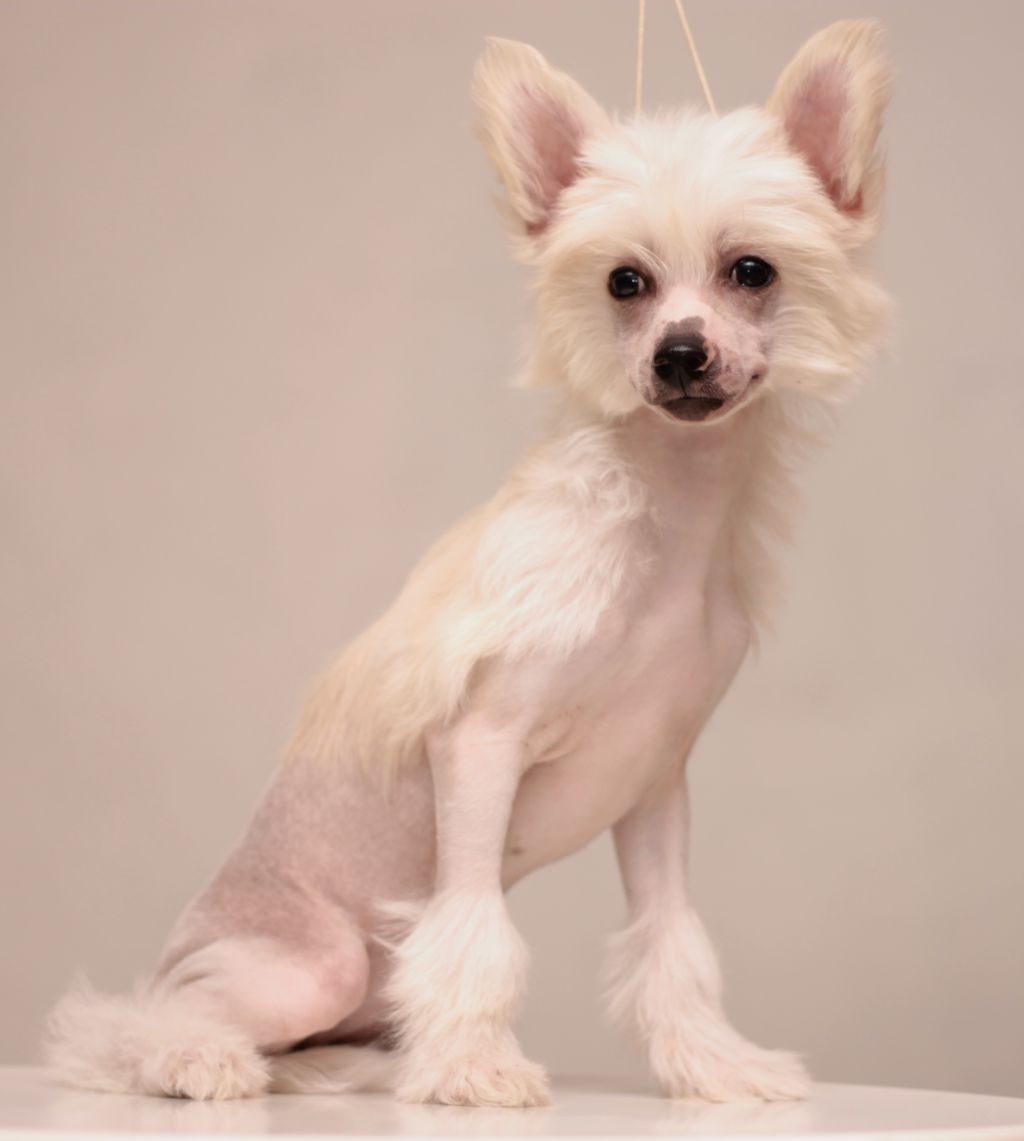 Nyu Art Pocelyi Angela