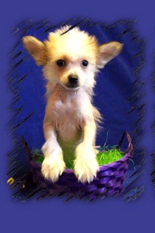 Nyu Art Rabota Kak Roskosh