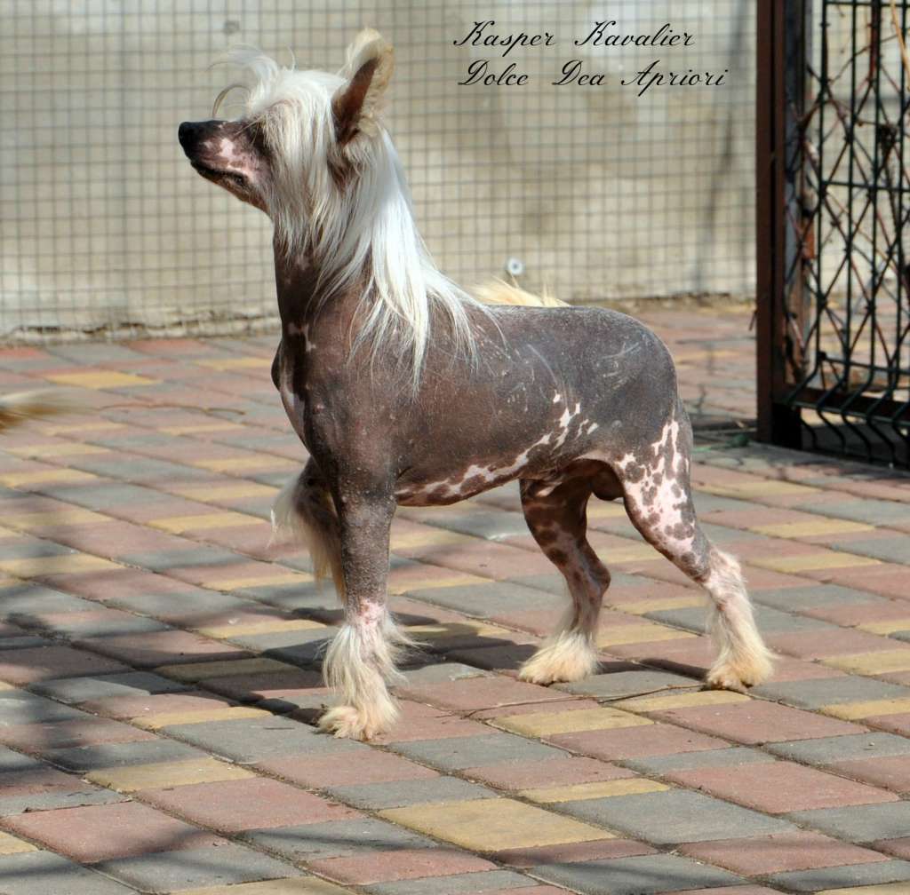 Kasper Kavalier Dolce Dea Apriori