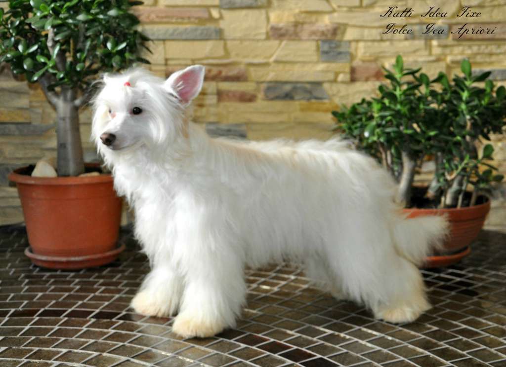 Katti  Idea Fixe Dolce Dea Apriori