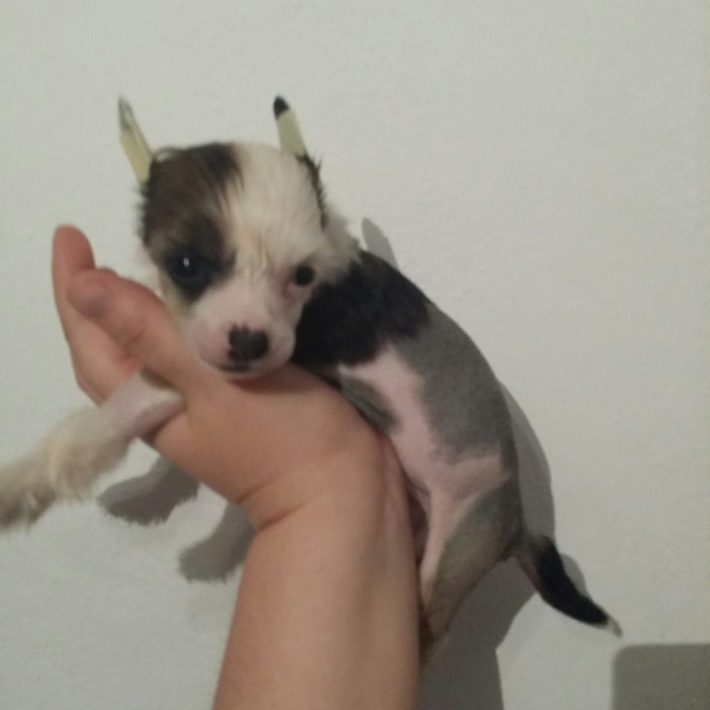 Magia de L'Essence de Mon Tout