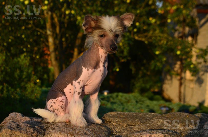 Fantazy Night Caes Zefir