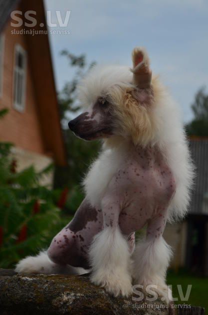 Fantazy Night Caes Zangezur