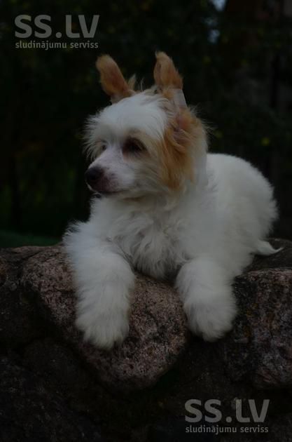 Fantazy Night Caes Zembi