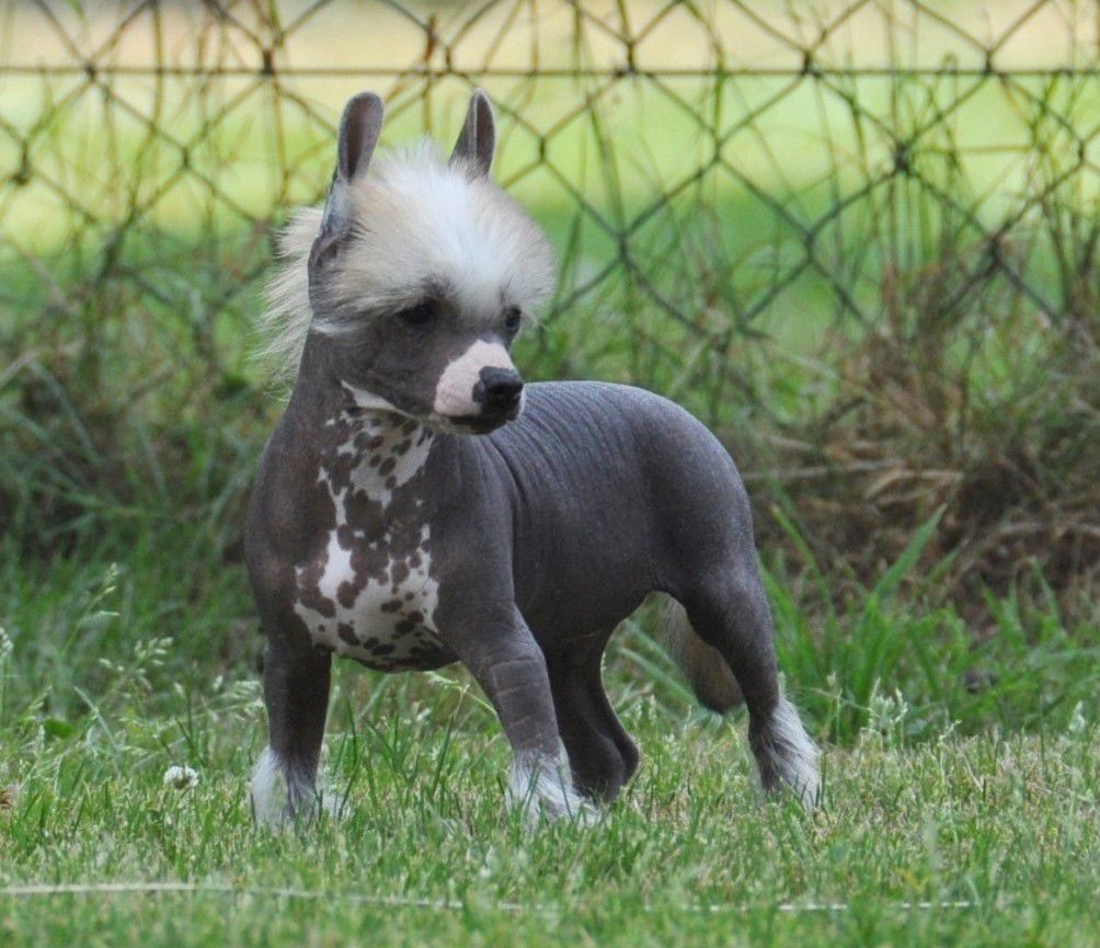 Itzy Bitzy Little Champs