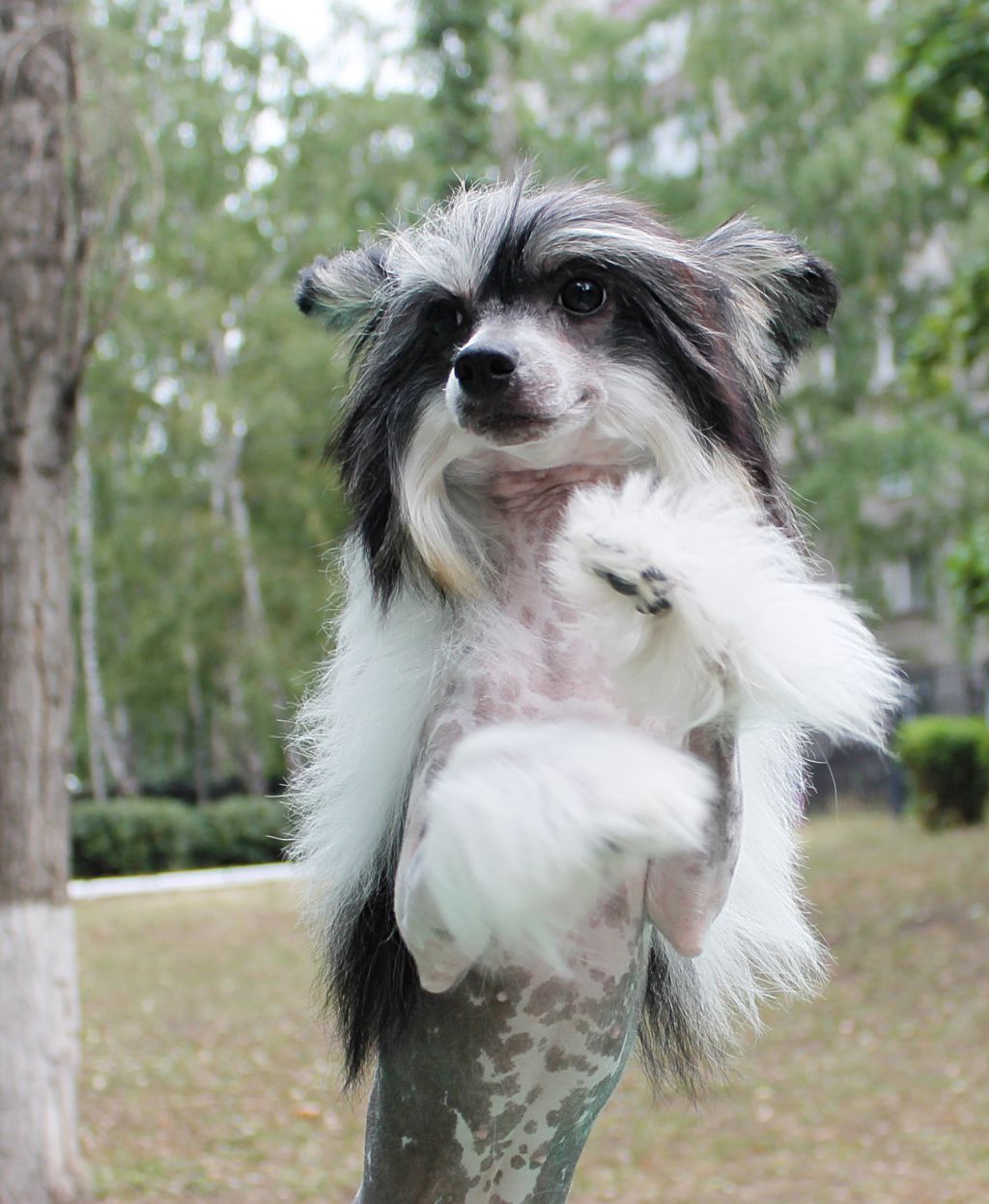 Hohlatiy glamour Countess of Grassy