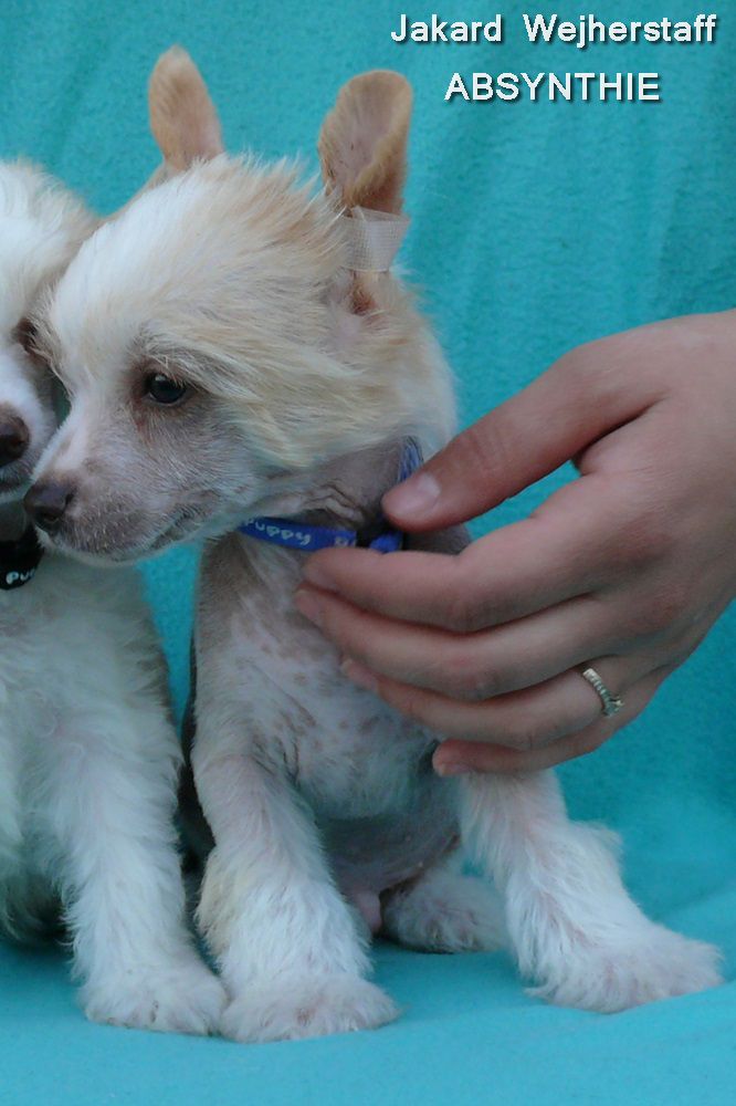 Jakard Wejherstaff ABSYNTHIE