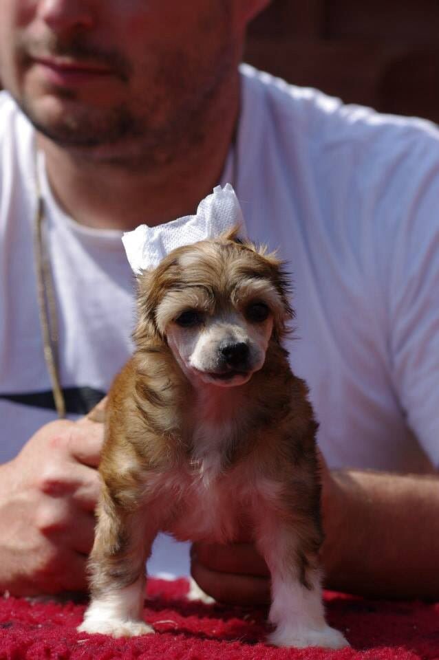 Julie des gardiens des elfes