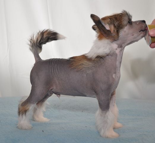 Artic Flyer's Inside Story