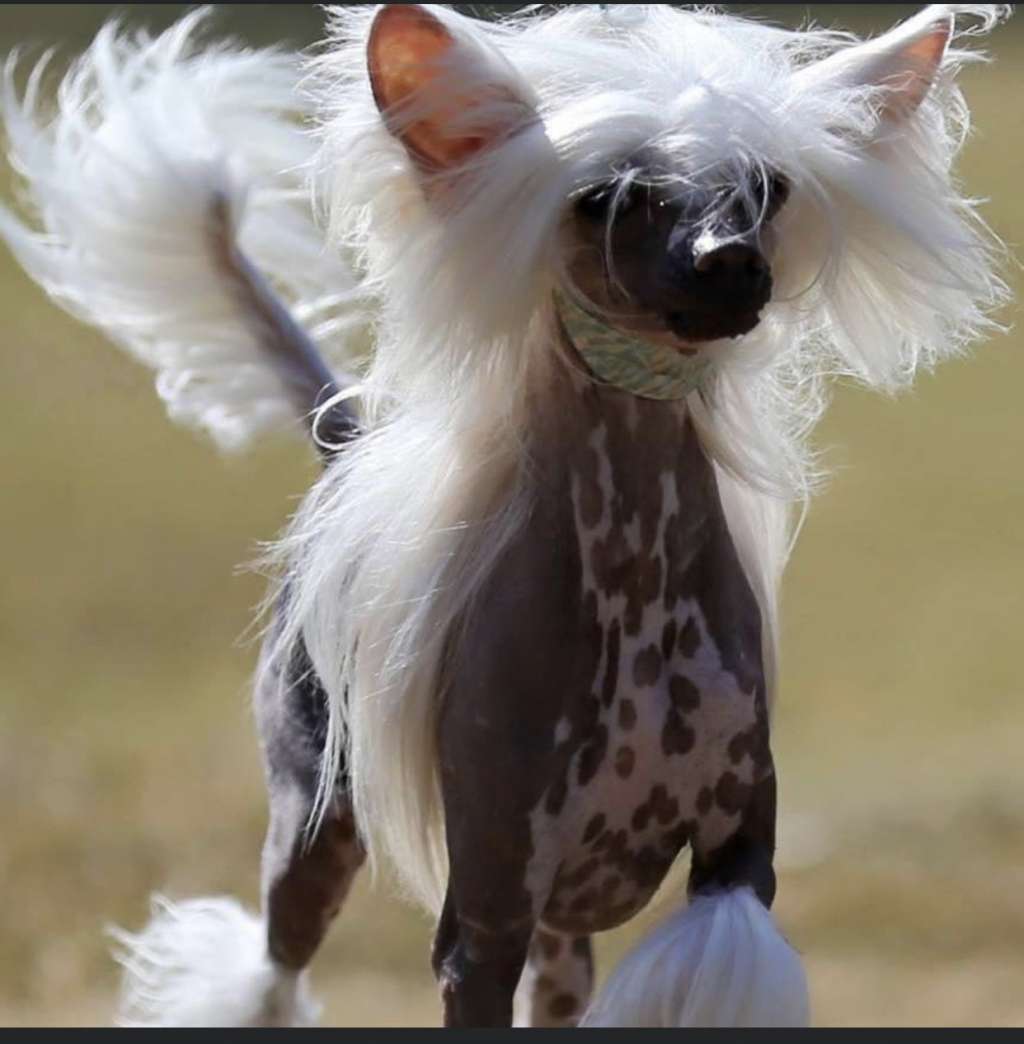 Am Gch  Ch Crested Lc Nikko