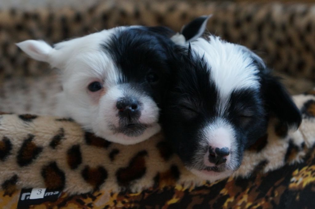 Bentley Diamond Born to win