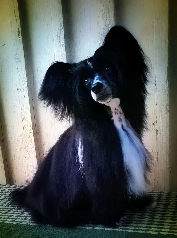 Tippytoes Sweet Child O Mine