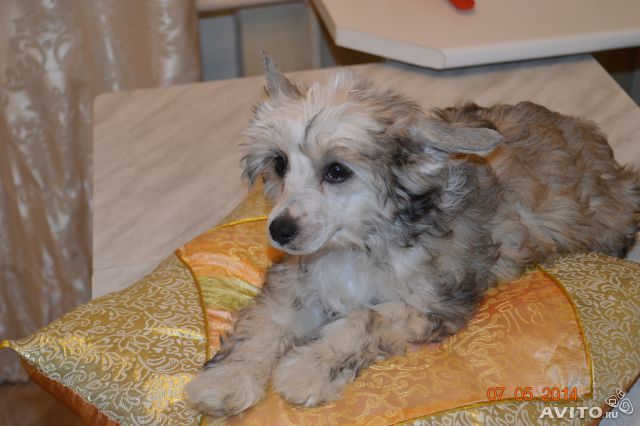 Nyu Art Sacura Kvanta Kosta