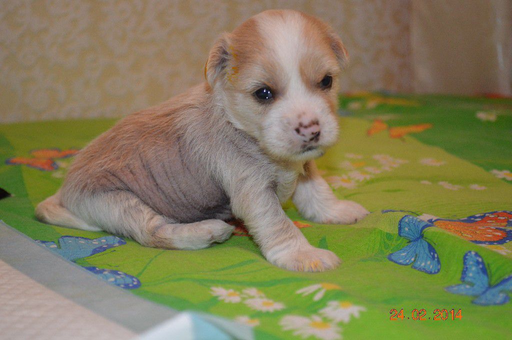 Nyu Art S'yusi Kiisa Kinga