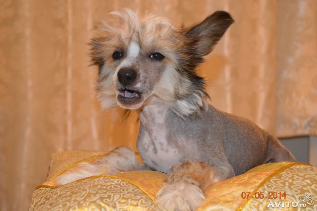 Nyu Art Sil'va Ko-Ko