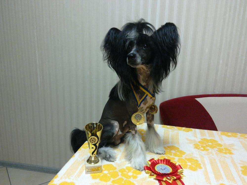 Legion Of Dream Imogen Corg