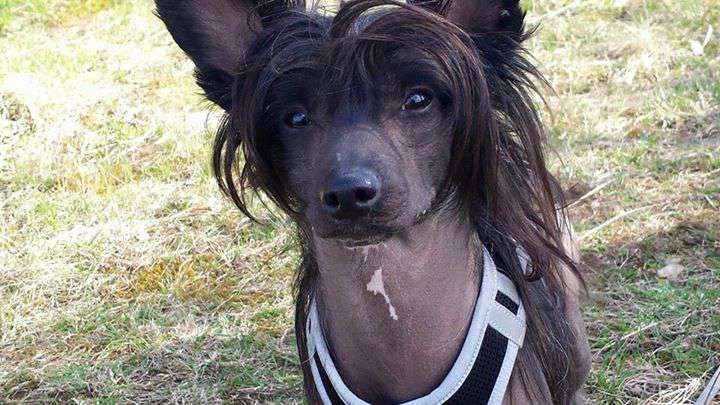 Hideo z Jasne hvezdy