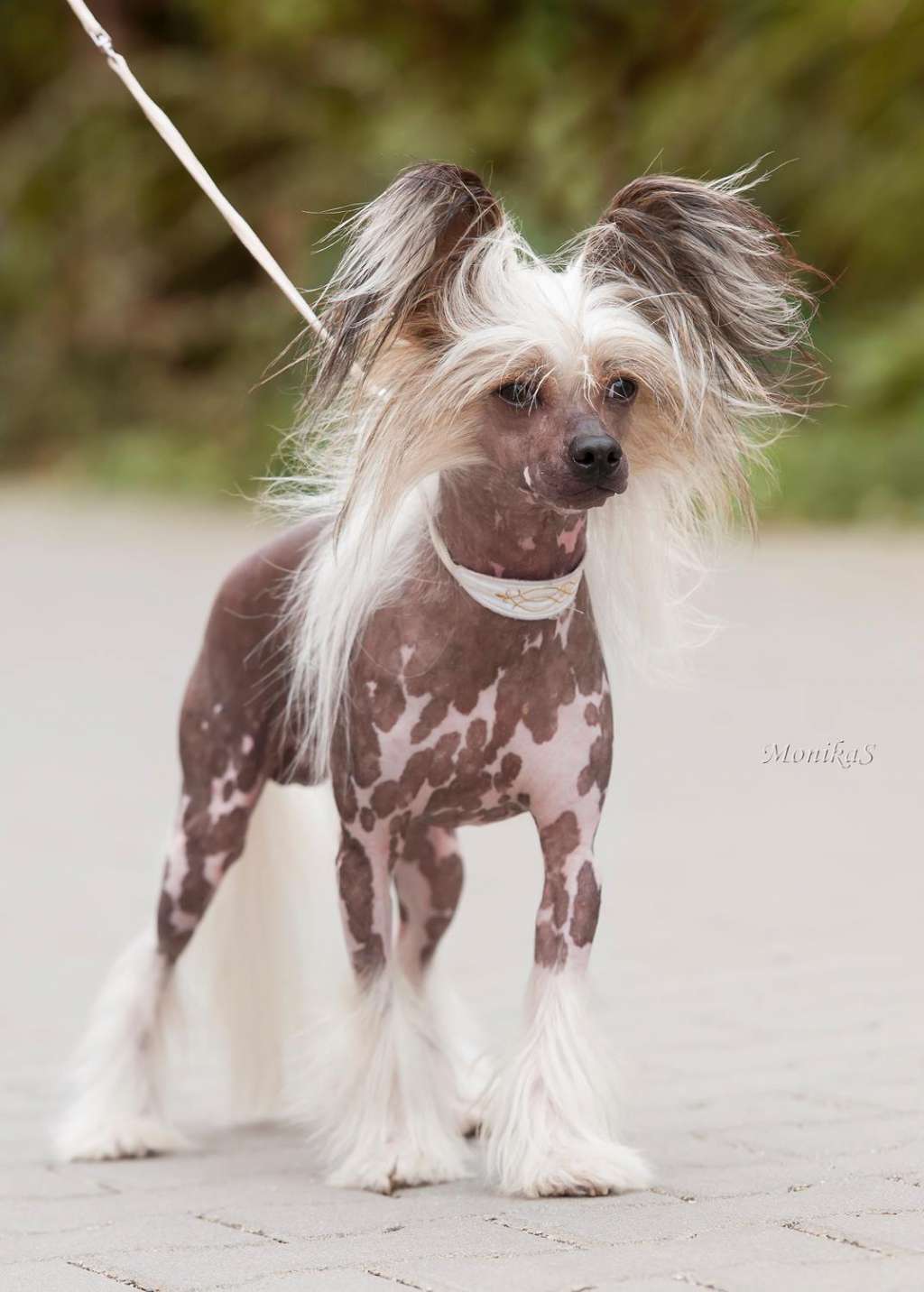 Cardinal Popey ASKIENA