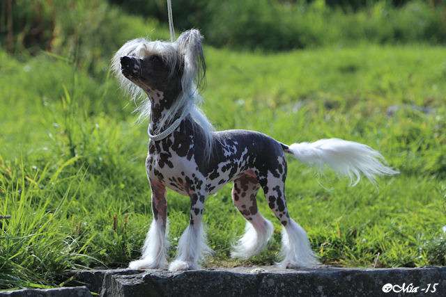 Tirlittan Madam Mystic