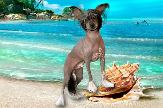 Gari Gudini ot Malahovyh