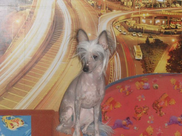 Butterfly Zveznay Rossyp