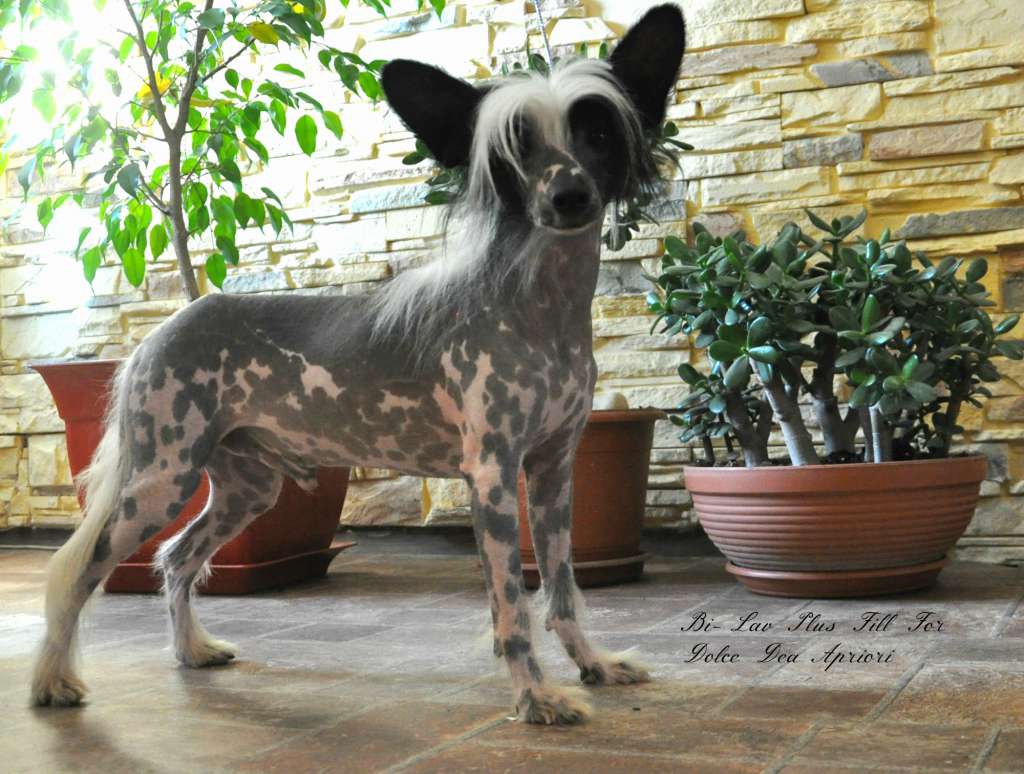 Bi-Lav Plus Fill For Dolce Dea Apriori