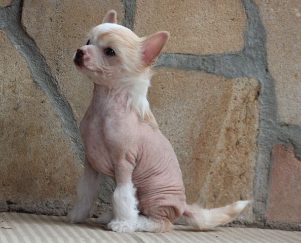 Lana Asumi Malak Pazzda