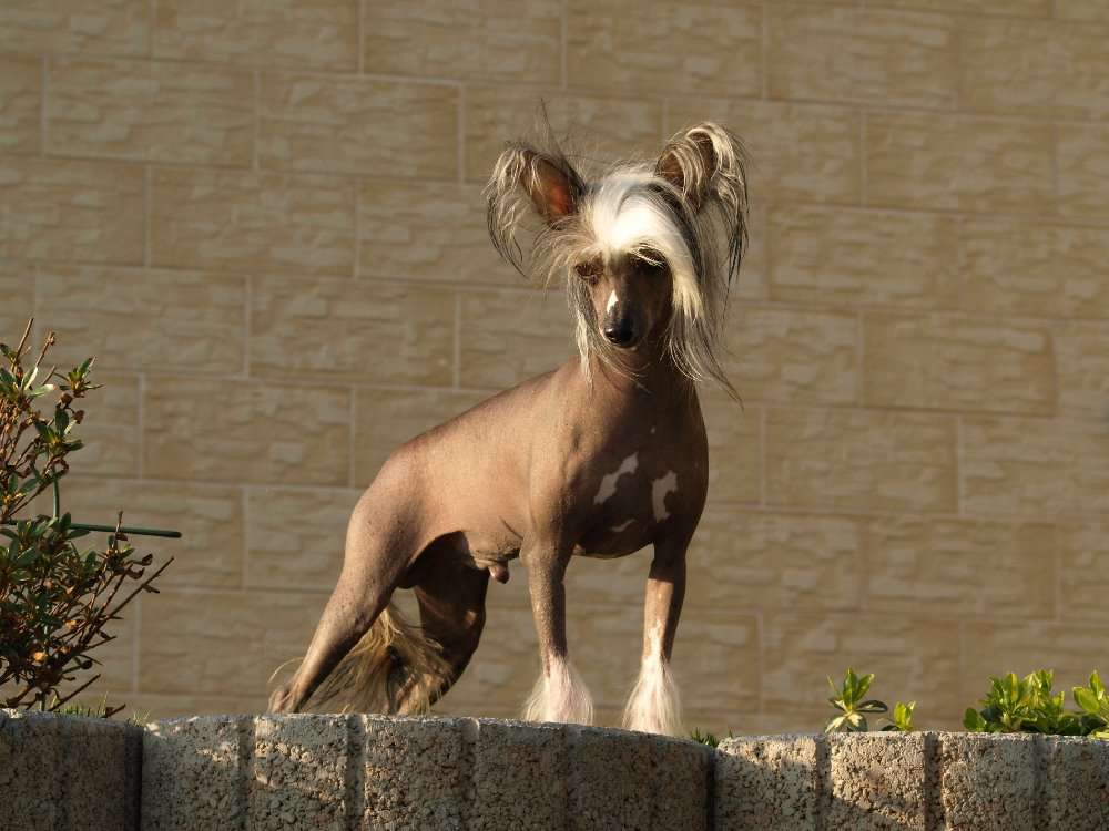 Luis Lusitano Pazzda