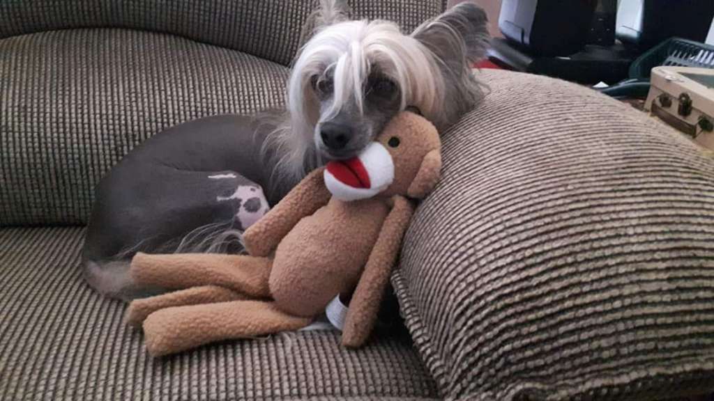 Luffy D Monkey Pazzda