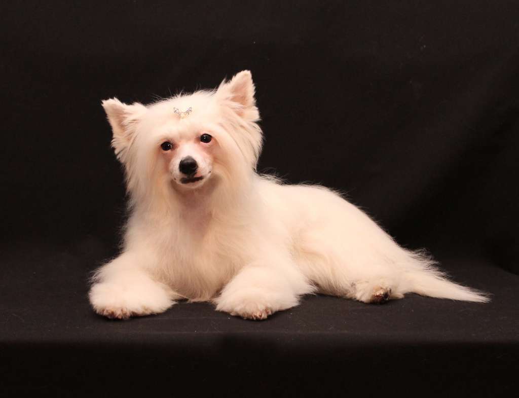 Extravaganza Band Enigma