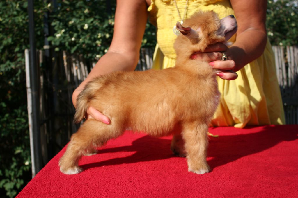 Kingston, Coffee Wings de Fageiro