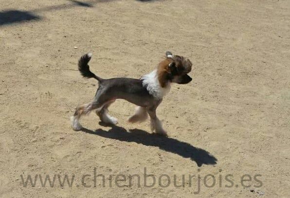 Padmé Amidala de L'aven dels Obits