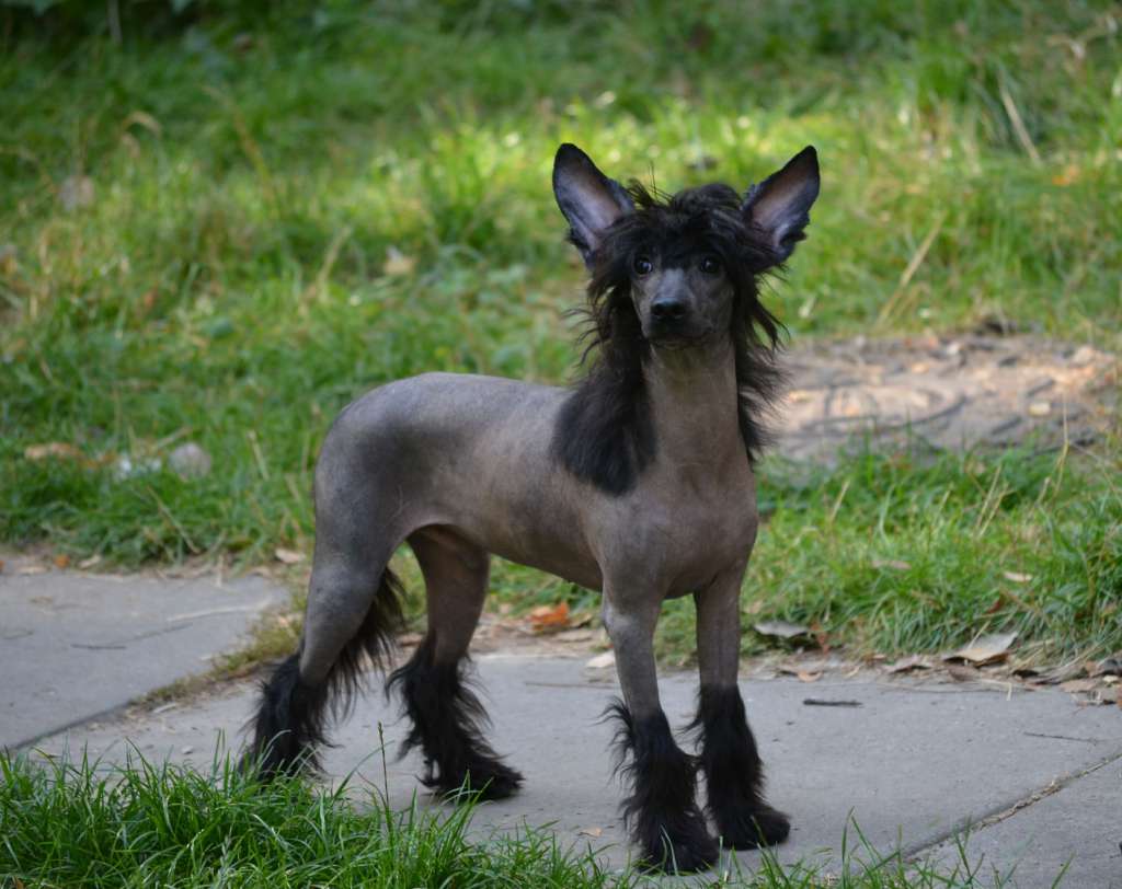 Magic of Success Midnight Style