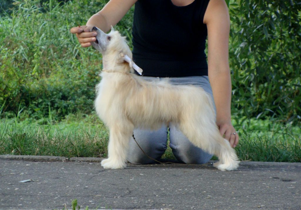 Magic of Success Moonlight Son