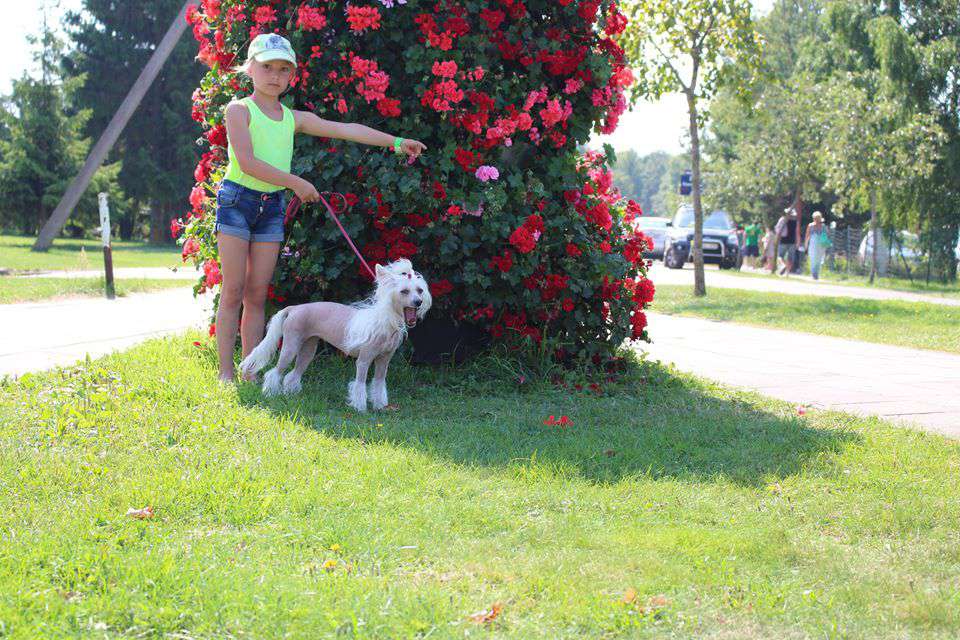 Magic of Success Medea Sun's Daughter