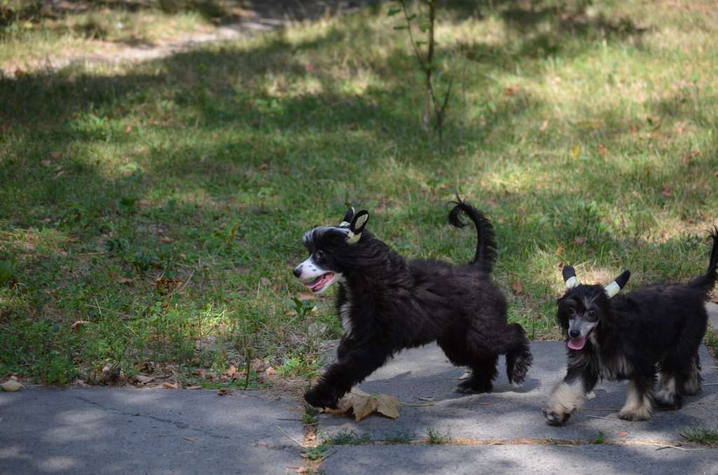 Magic of Success My Lady In Black