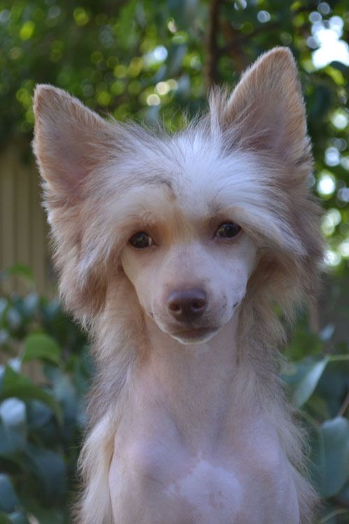 Vellar Pljus Shkodnaya Devchonka