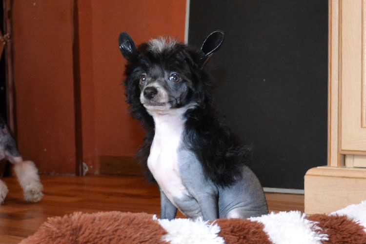 Vellar Pljus Lyusien