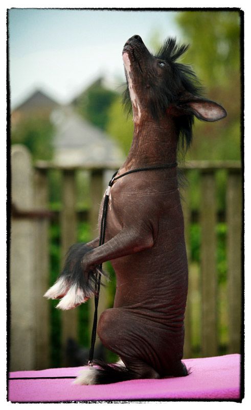 Fehérlófia Üstökös