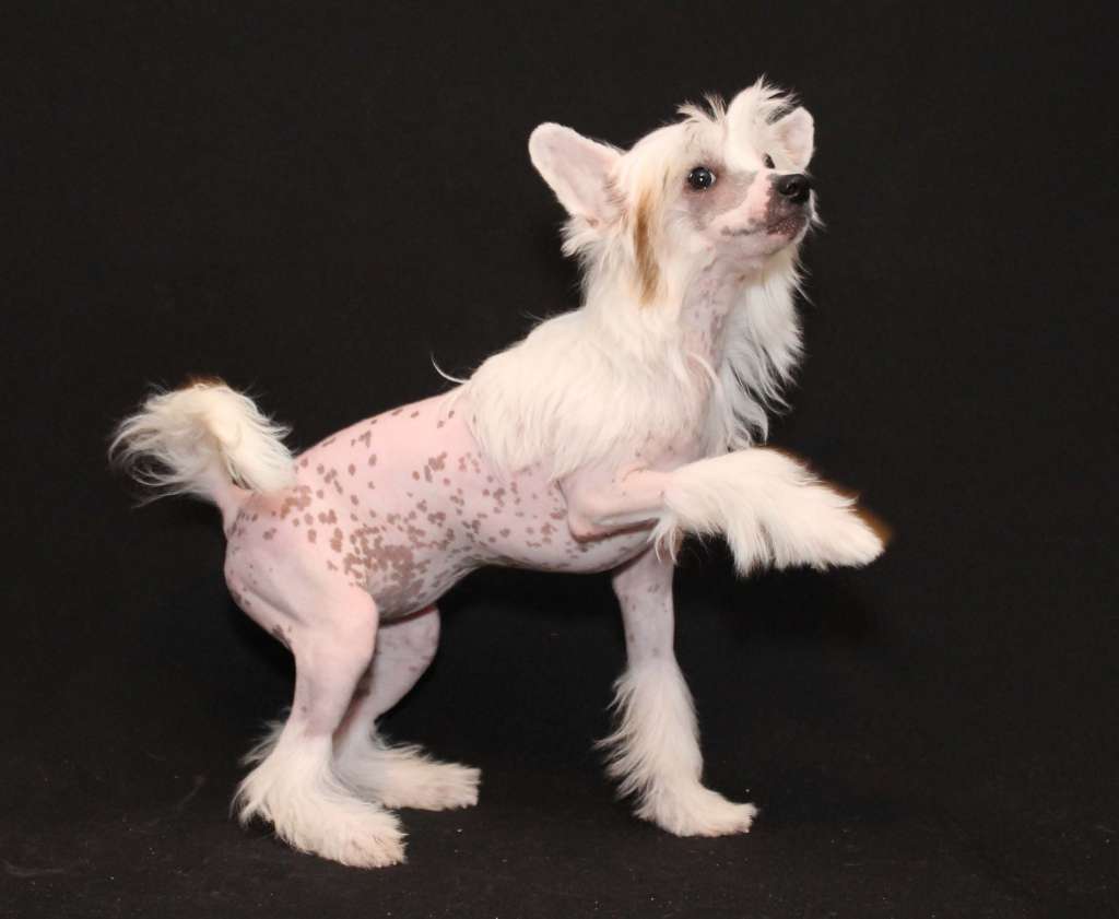 Extravaganza Band Verbena