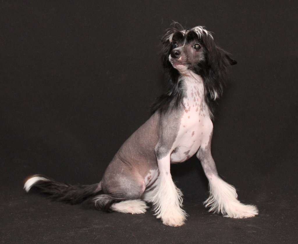 Extravaganza Band Vecherinka