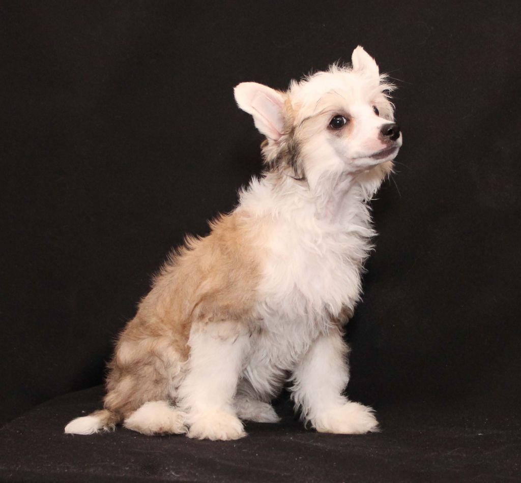 Extravaganza Band Verona