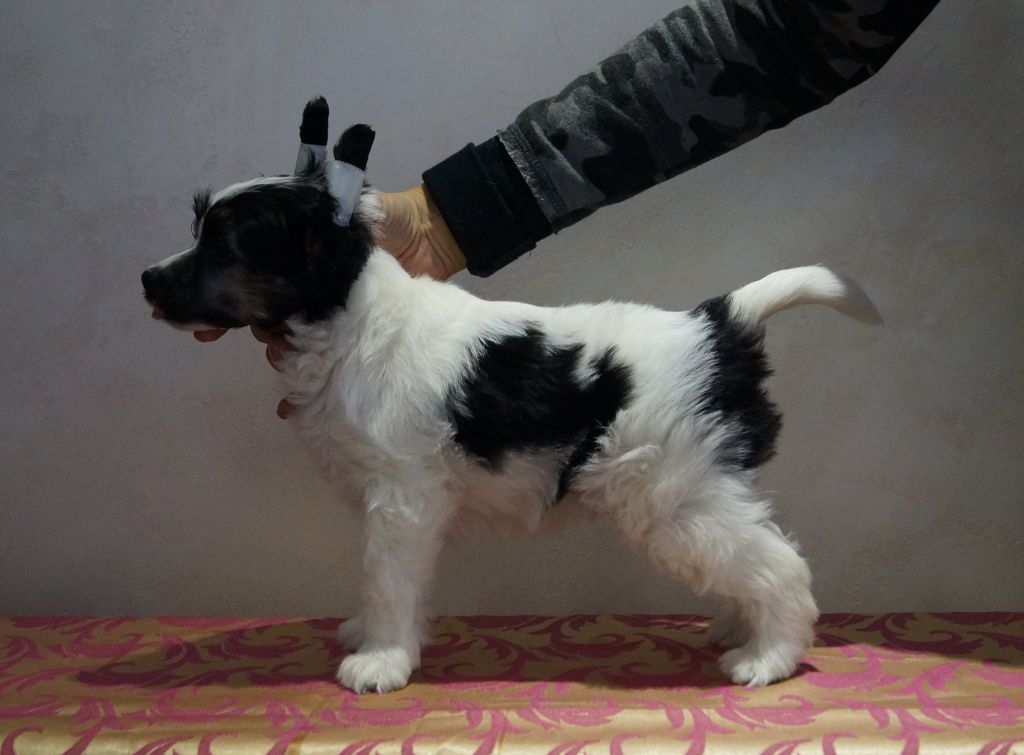 Vinchester Bonus Westtai