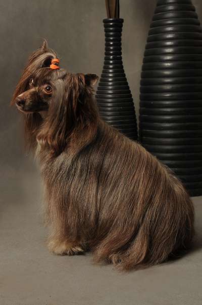 Sama slodycz Roingold