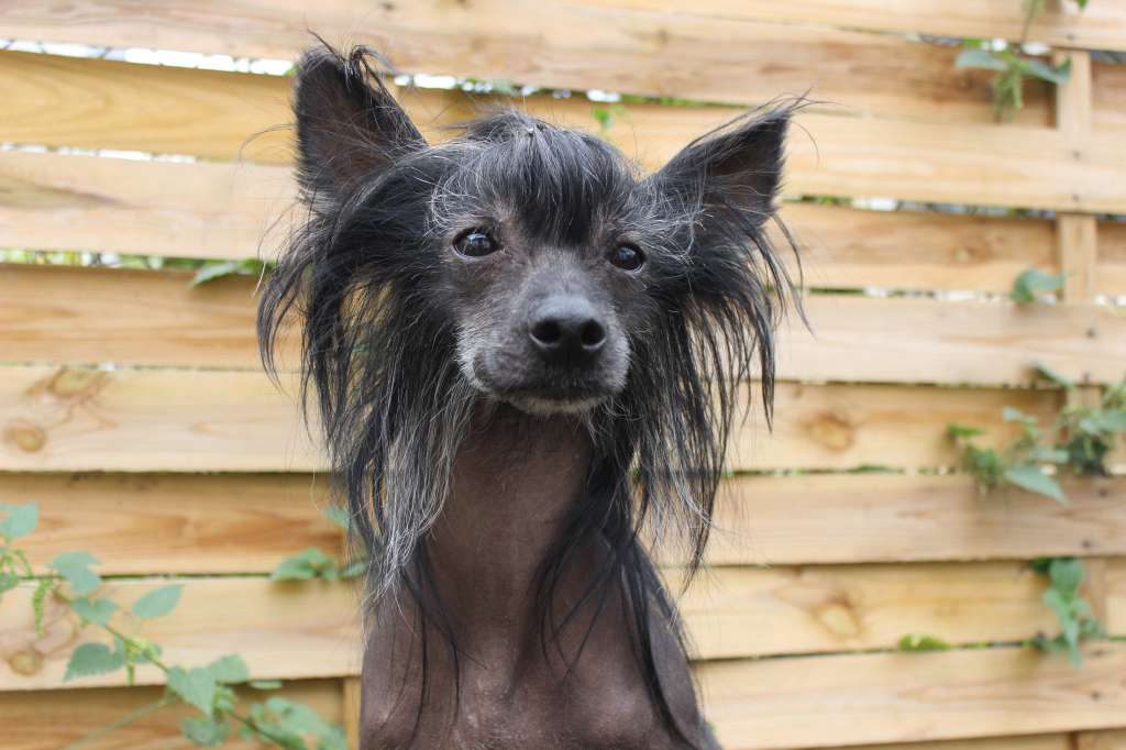 Troublemaker's Damon