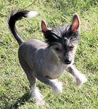 Jonbrecy's Fancy Onyx Idol