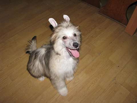 Lancelot Exotic World FCI