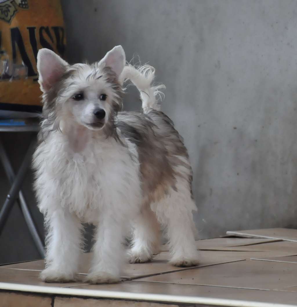 Lowelas Exotic World FCI