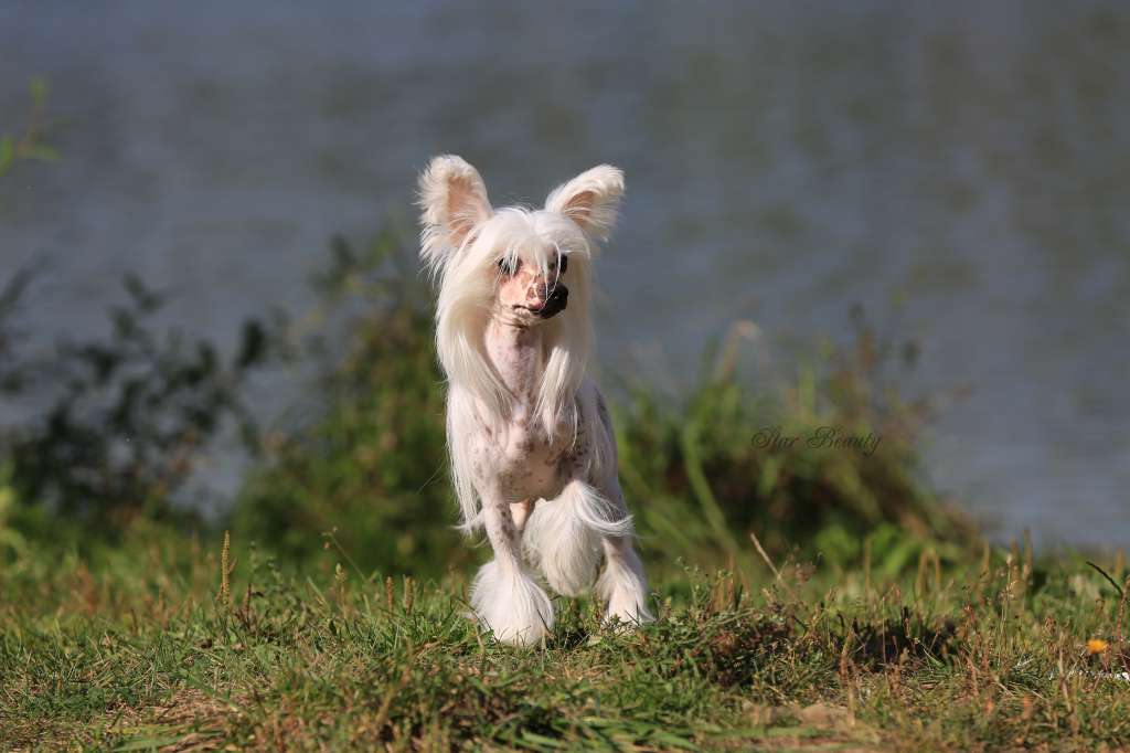 Golden Valey Appl Unelma